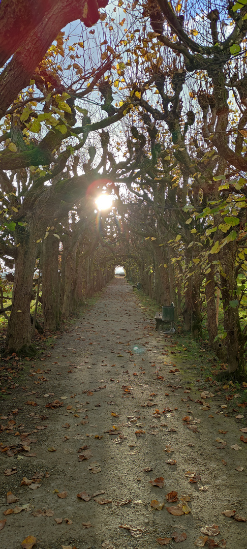 Garten-Arcade in Zentralperspektive