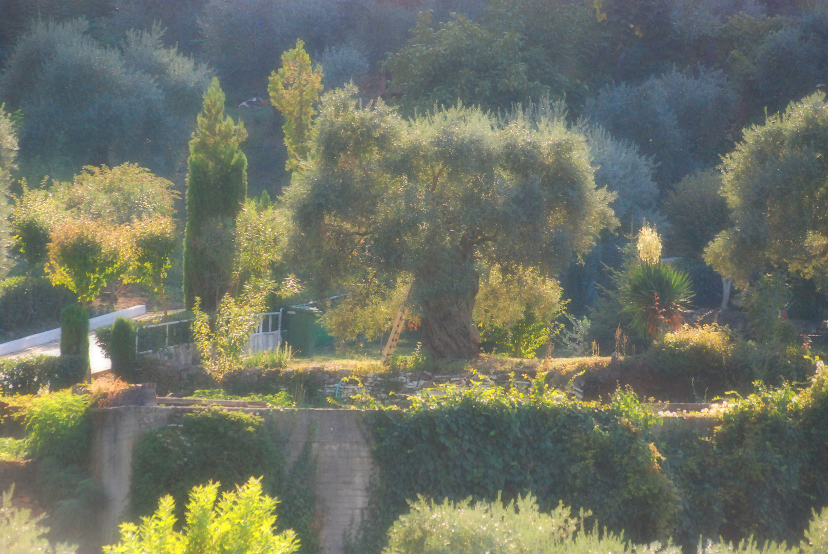 Garten auf Thassos