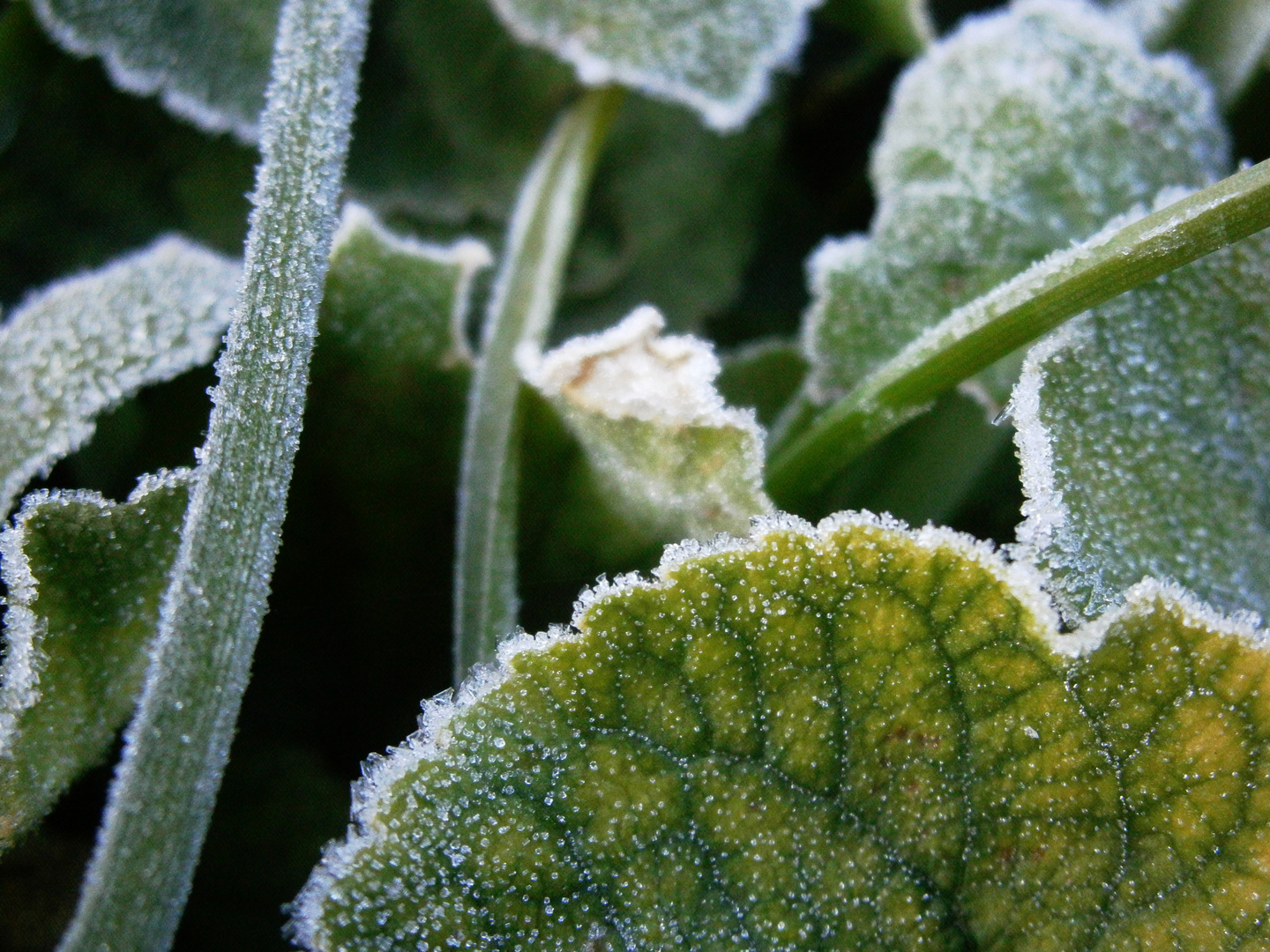 Garten aus Zuckerkristallen