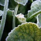 Garten aus Zuckerkristallen