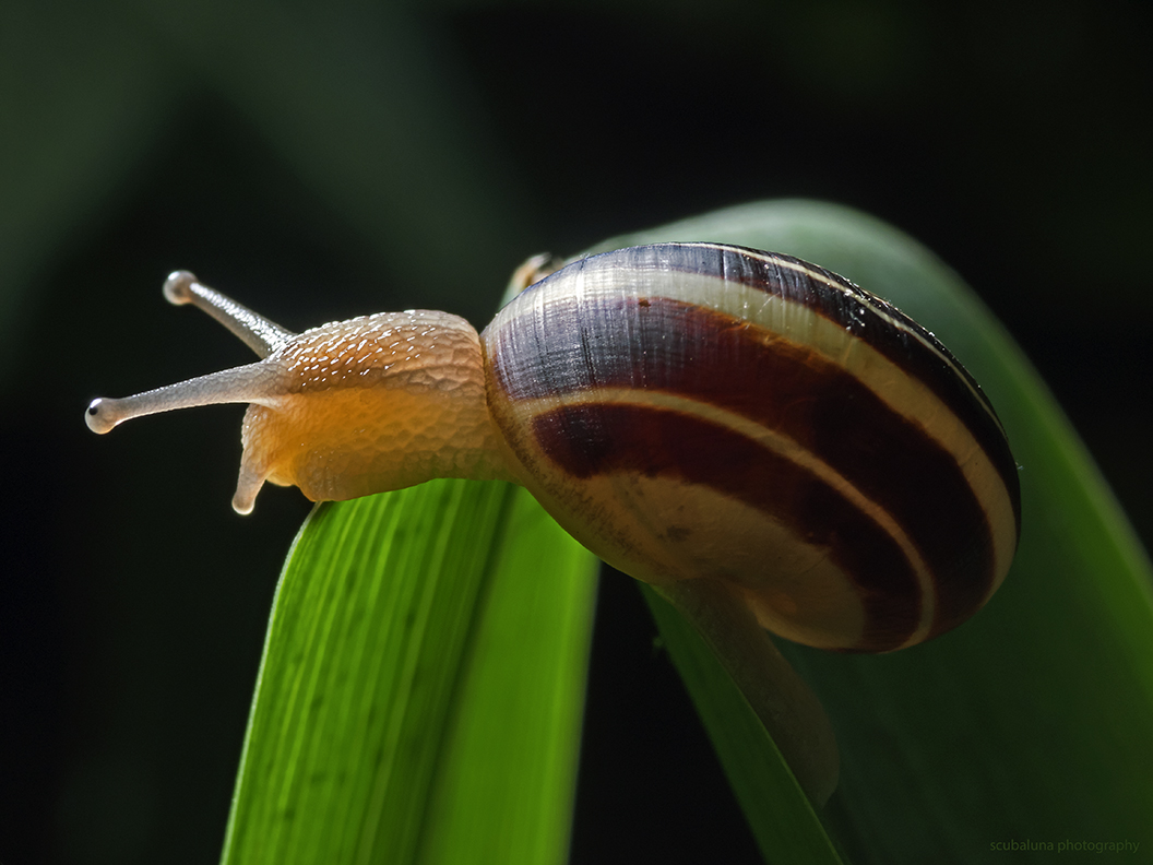 Garten-Bänderschnecke