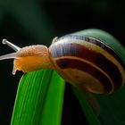 Garten-Bänderschnecke