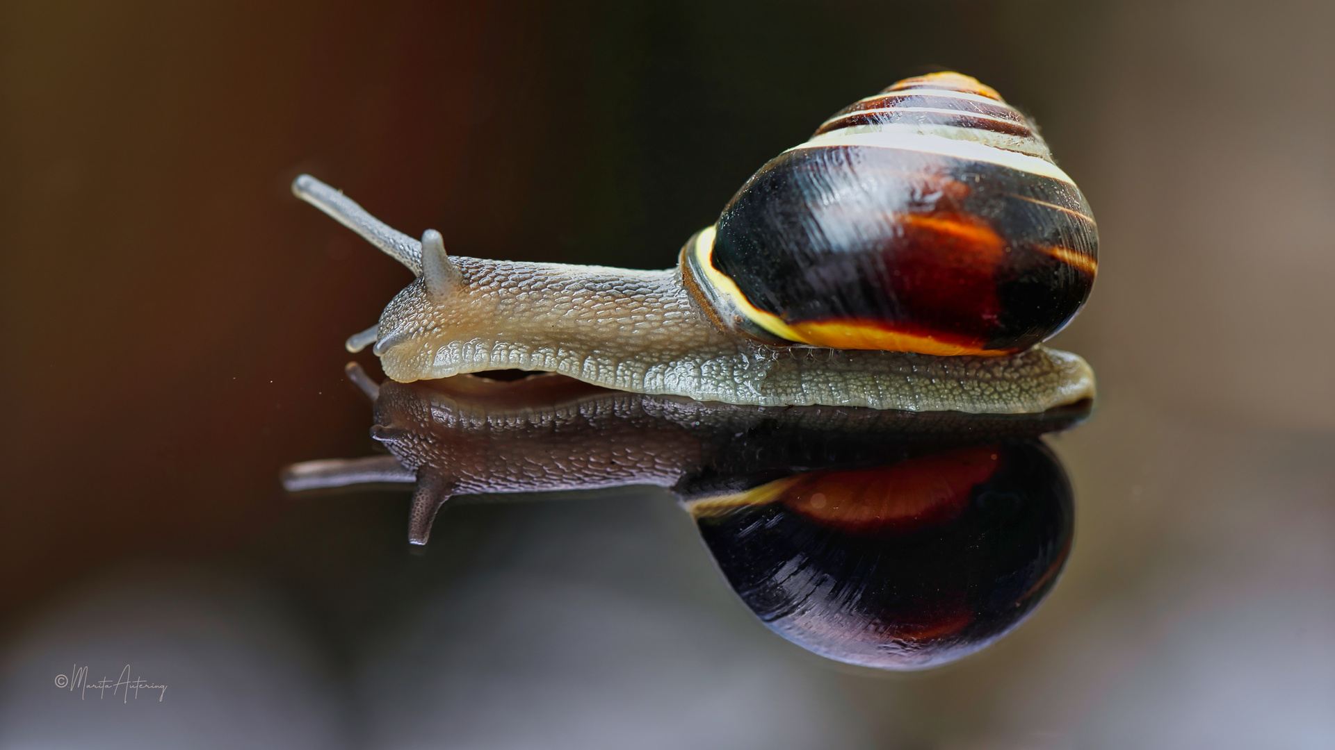 Garten-Bänderschnecke