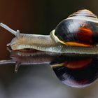 Garten-Bänderschnecke