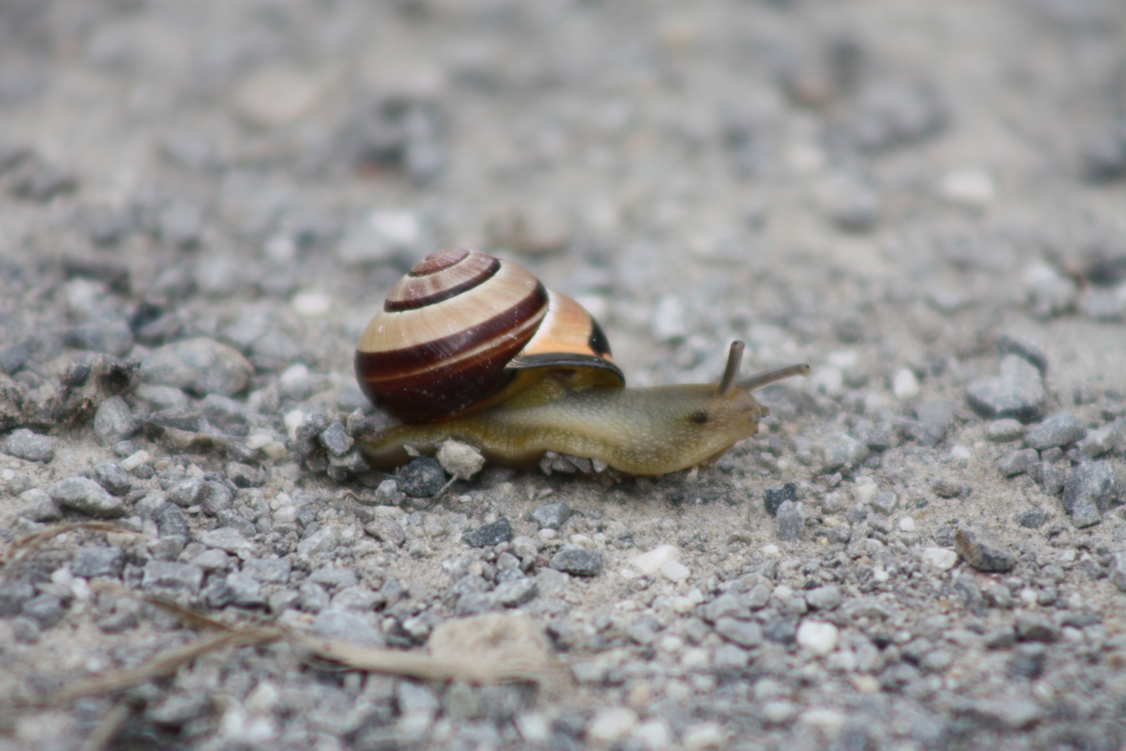 Garten-Bänderschnecke