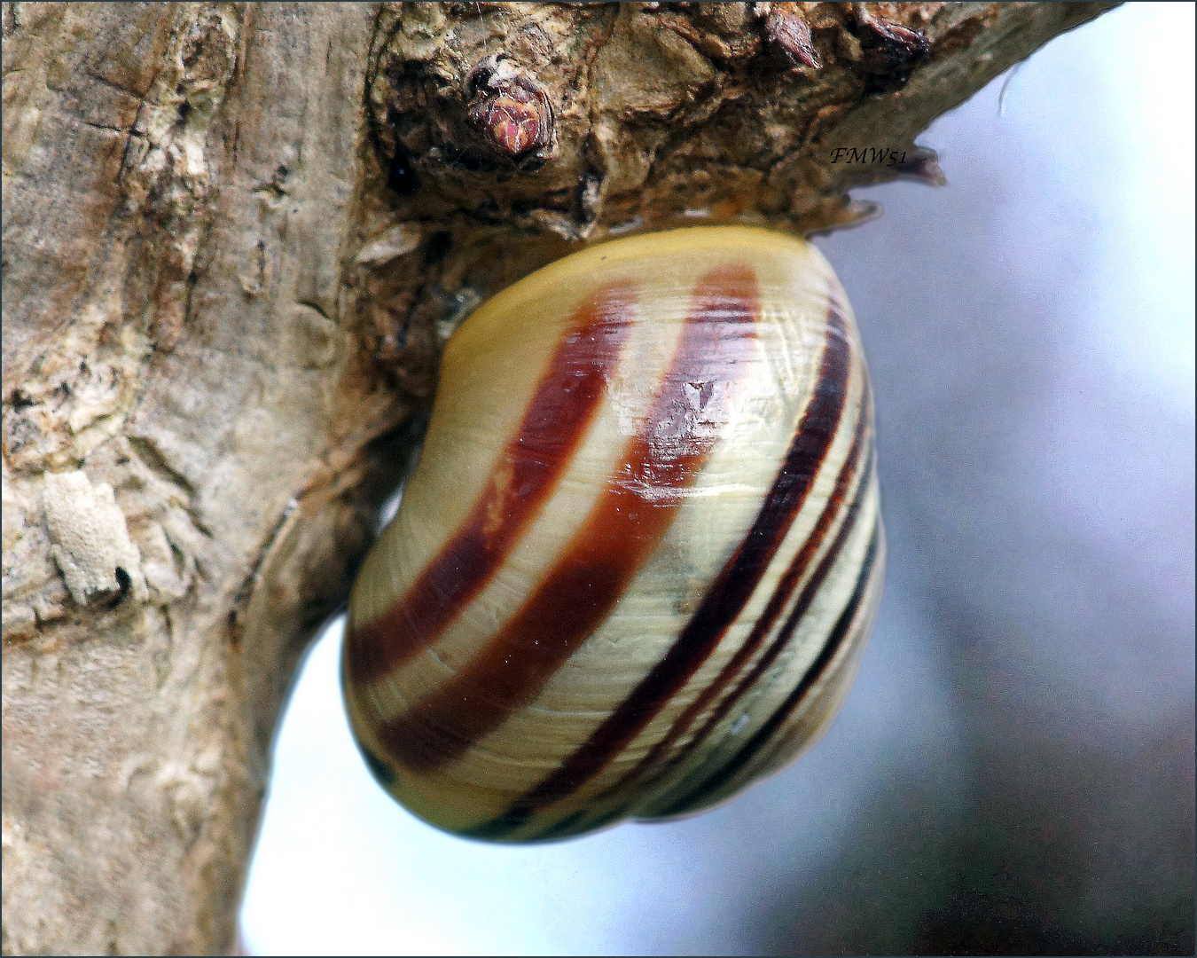 Garten-Bänderschnecke