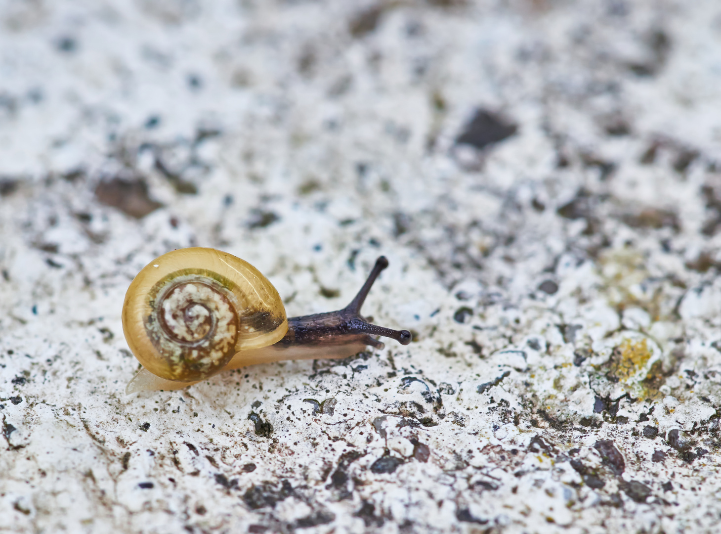 Garten Bänderschnecke