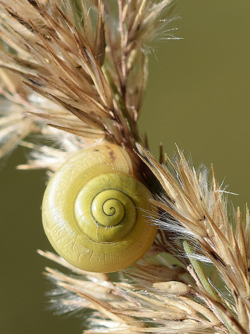 Garten Banderschnecke Foto Bild Tiere Wildlife Schnecken