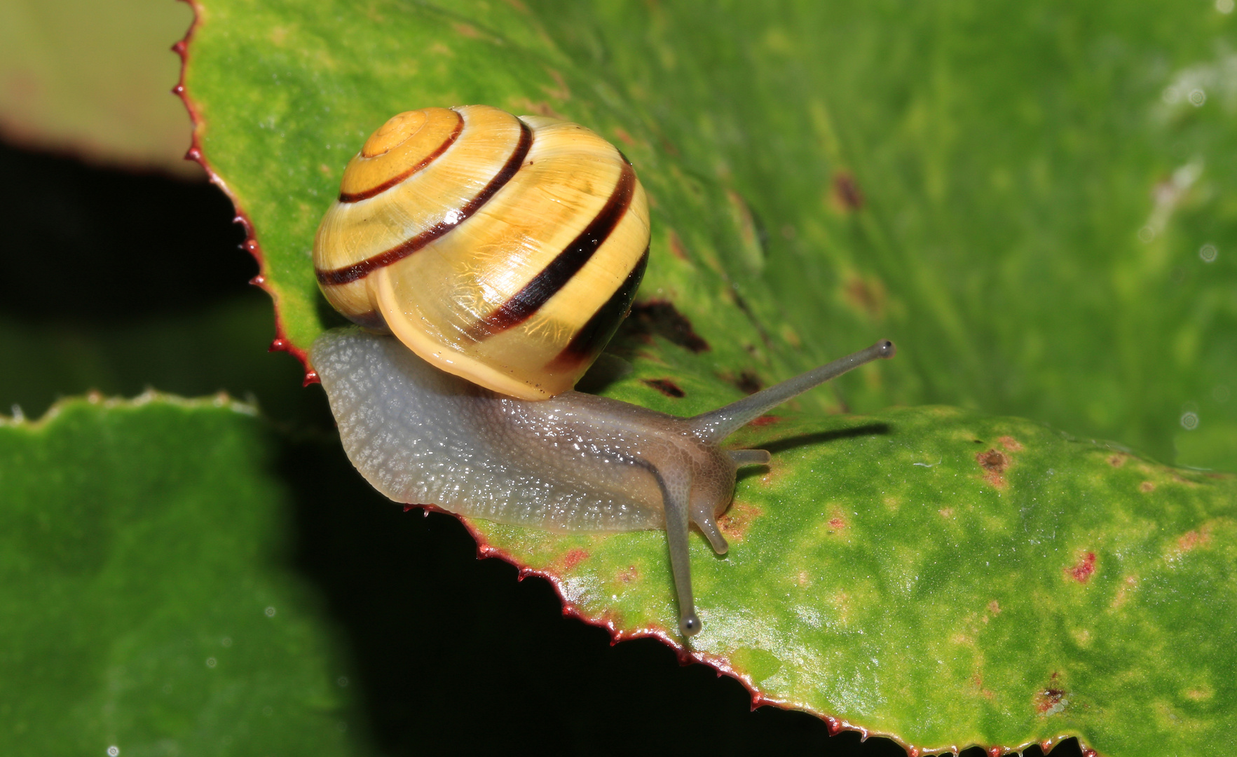 GartenBänderschnecke, Cepaea hortensis Foto & Bild