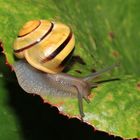 Garten-Bänderschnecke, Cepaea hortensis