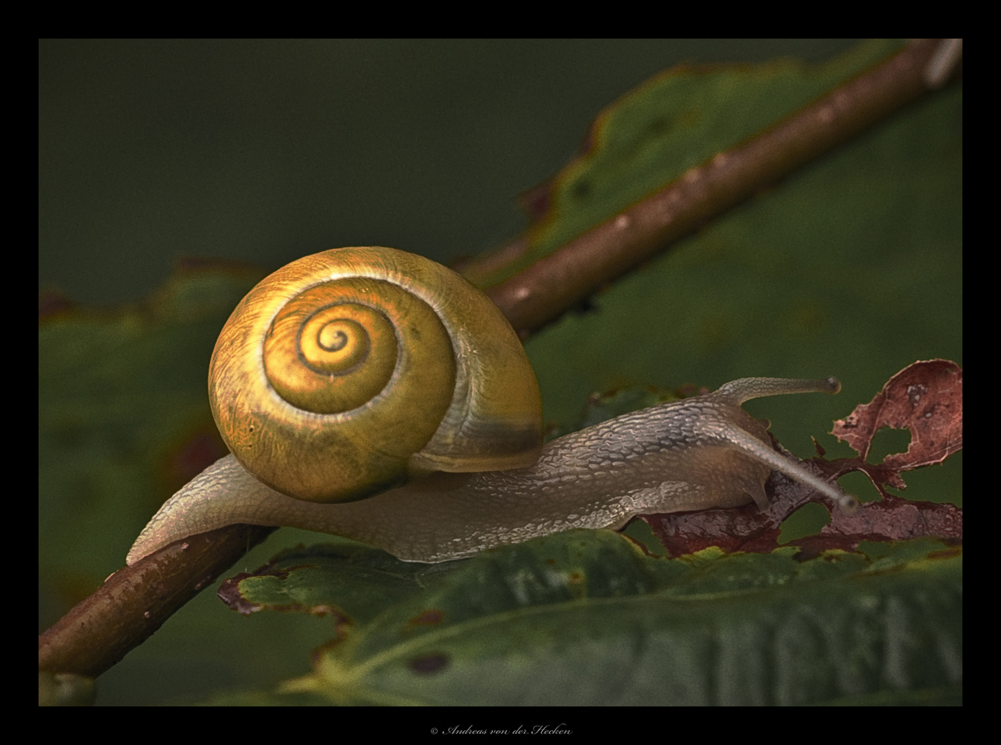 Garten Banderschnecke Cepaea Hortensis Foto Bild Natur