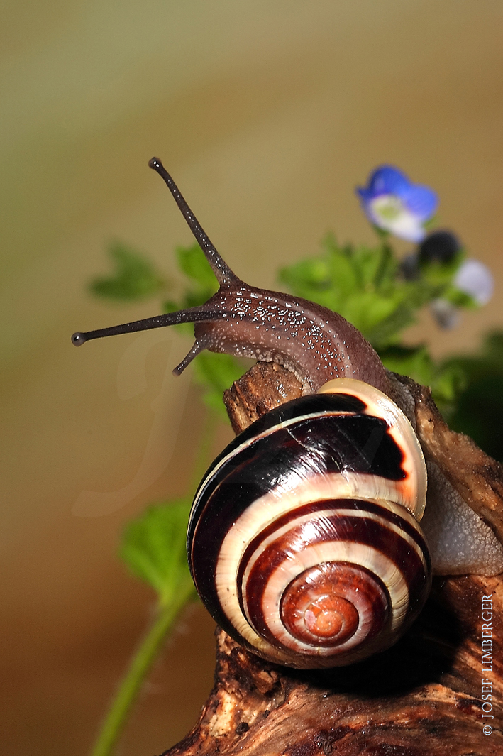 Garten-Bänderschnecke  (Cepaea hortensis) Copyright Josef Limberger  