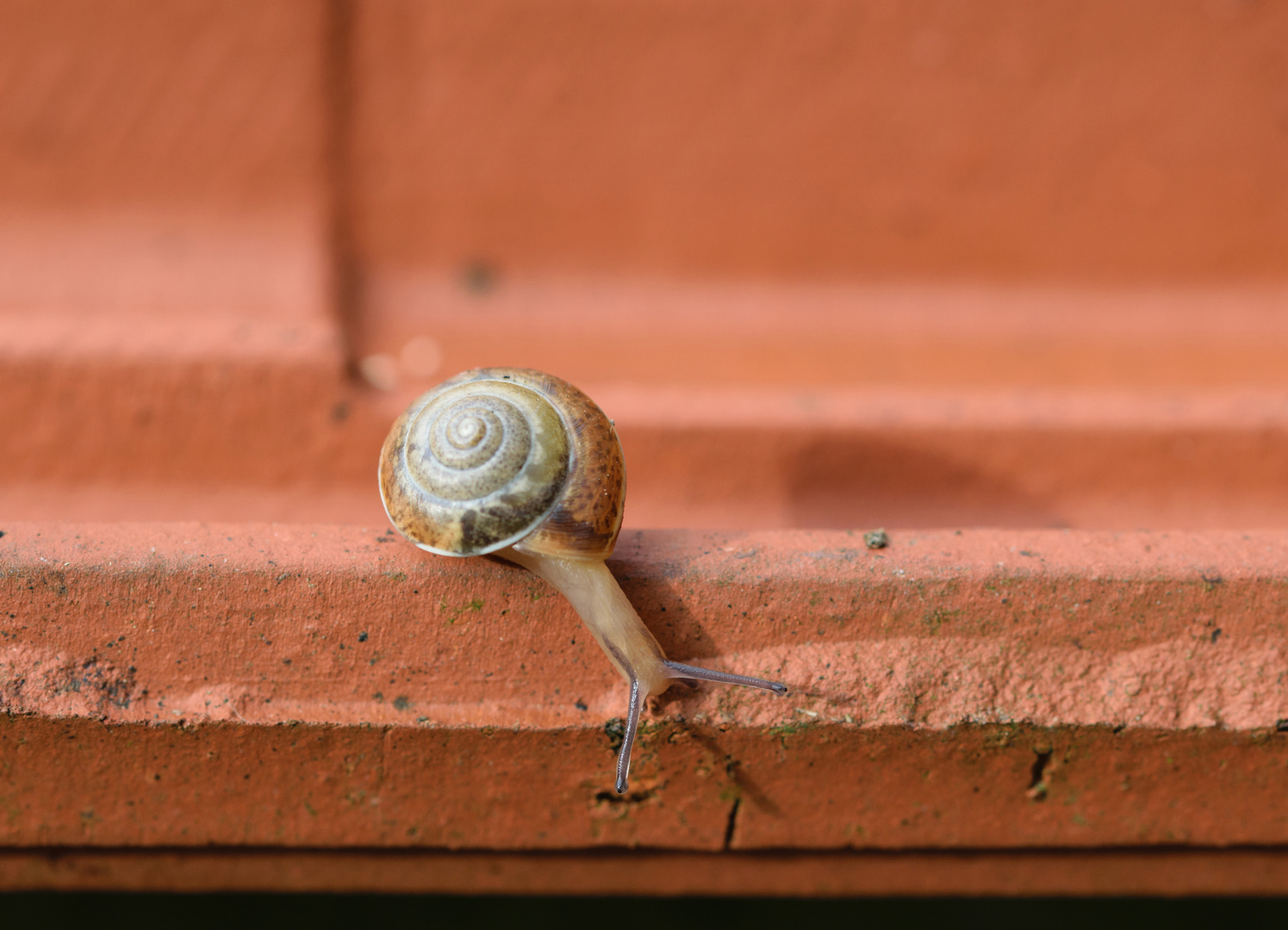 Garten-Bänderschnecke (Cepaea hortensis), white-lipped snail