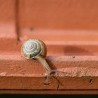 Garten-Bänderschnecke (Cepaea hortensis), white-lipped snail