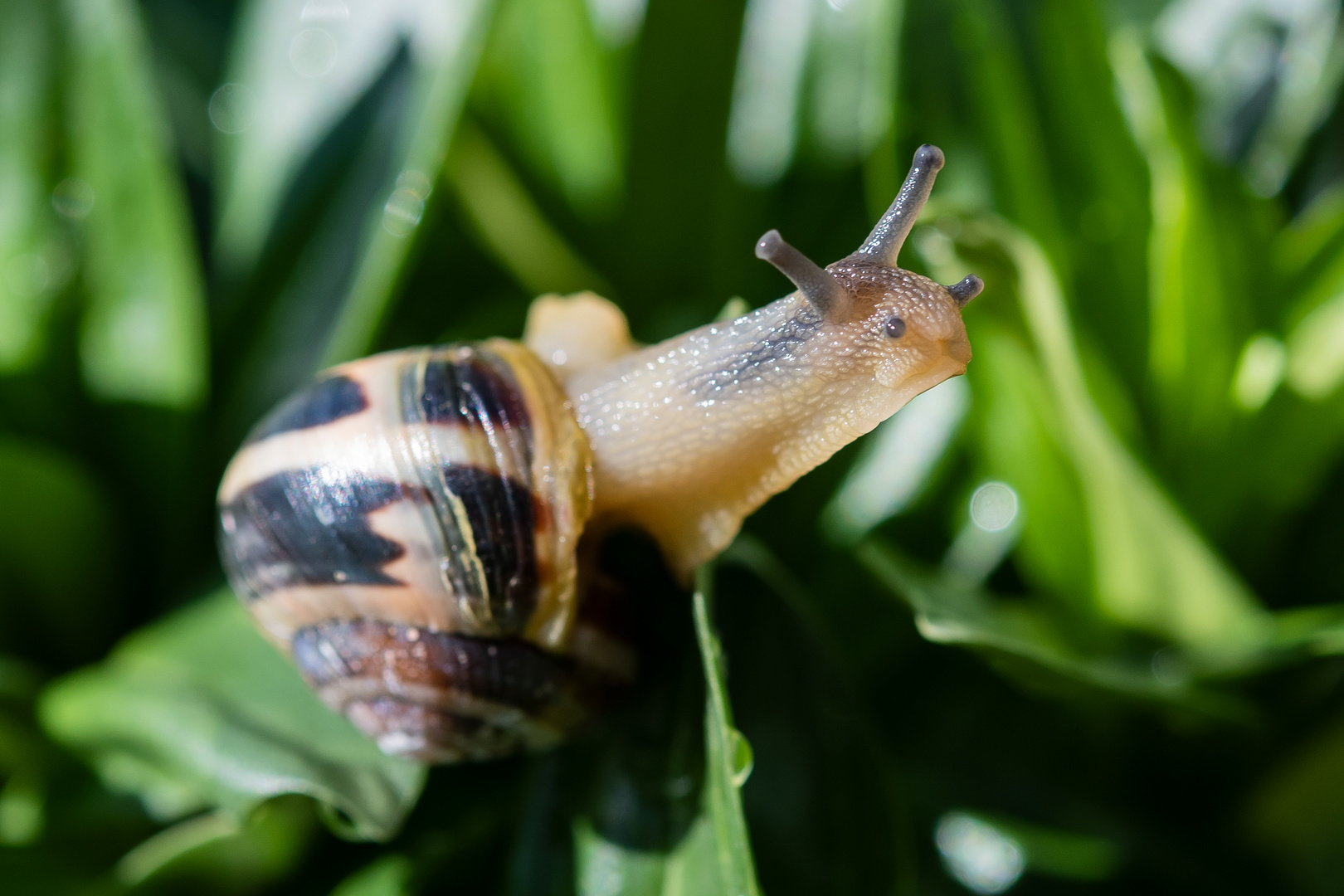 Garten Bänderschnecke