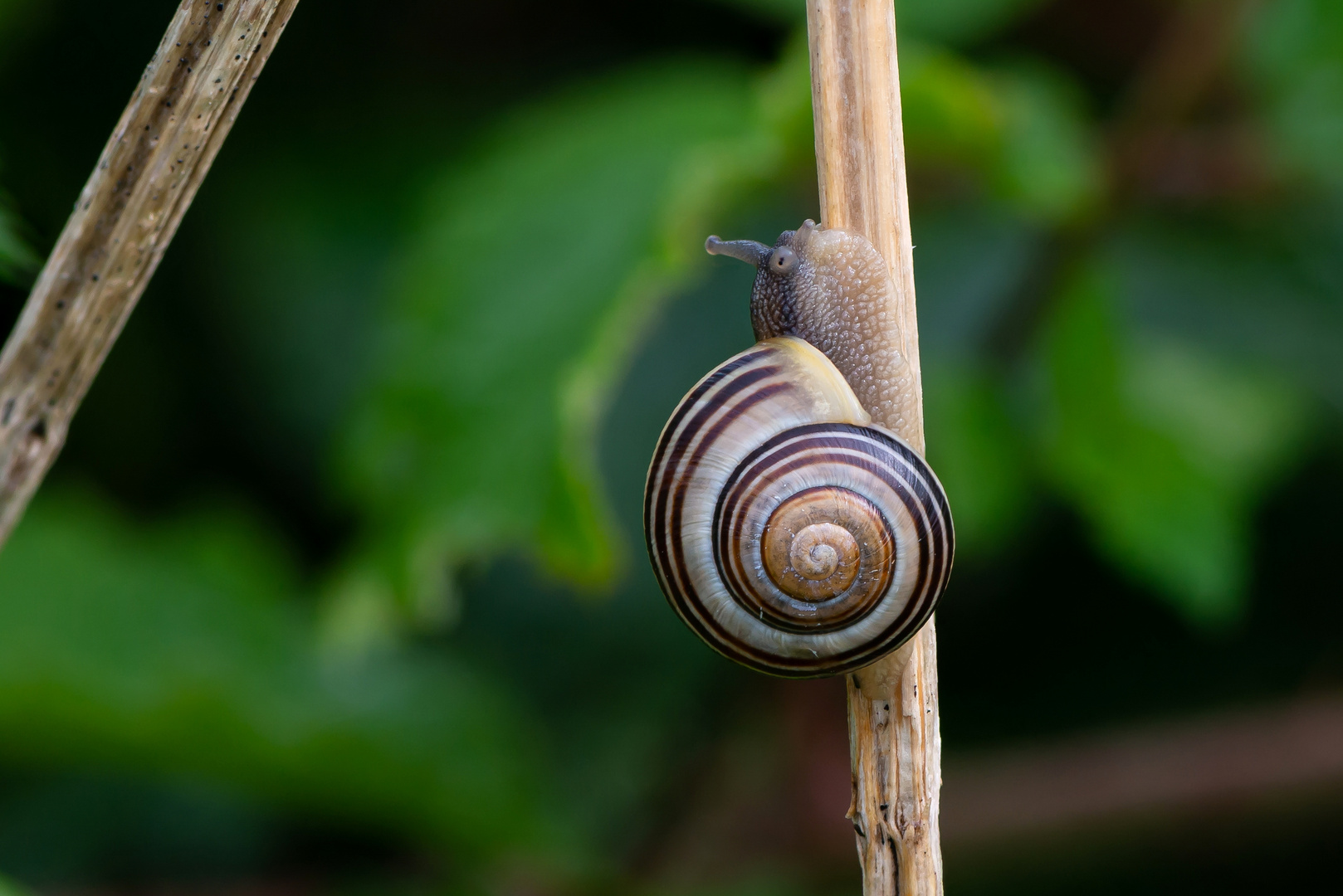 Garten-Bänderschnecke - Der Aufstieg