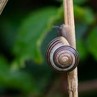 Garten-Bänderschnecke - Der Aufstieg