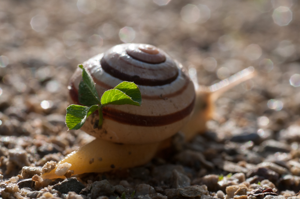 Garten Banderschnecke Disselmersch Foto Bild Tiere Wildlife