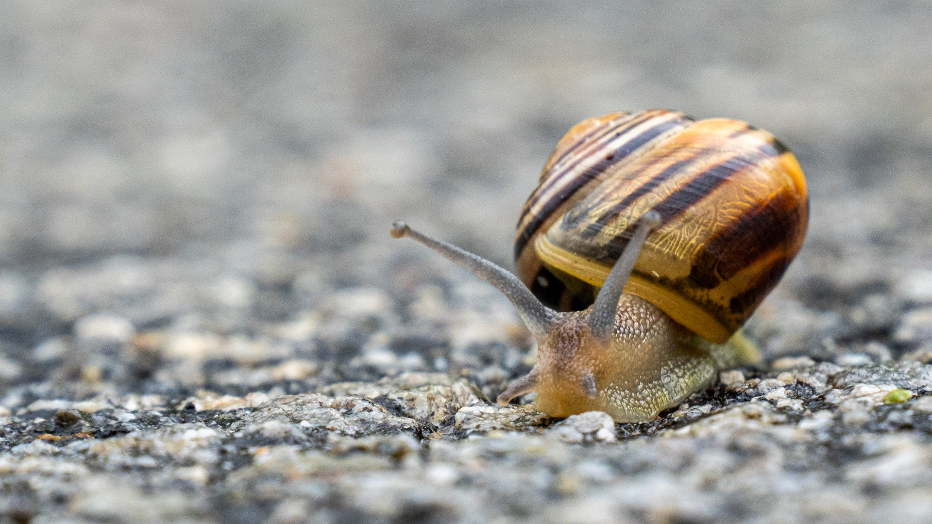 Garten-Bänderschnecke von vorn