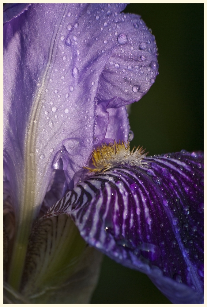 garten bei nacht