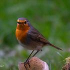 Garten Besucher