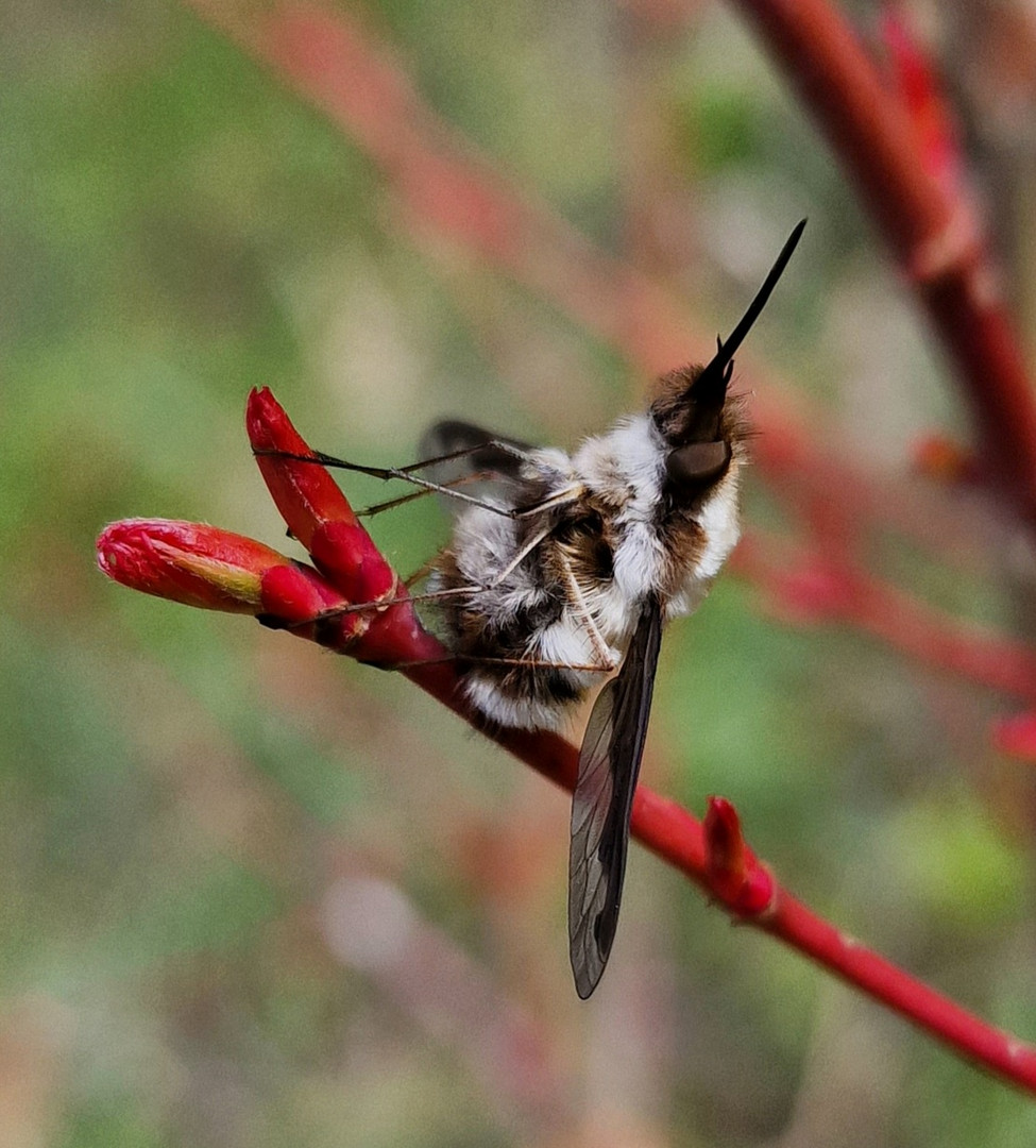 Garten - Besucher 