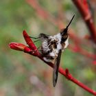 Garten - Besucher 