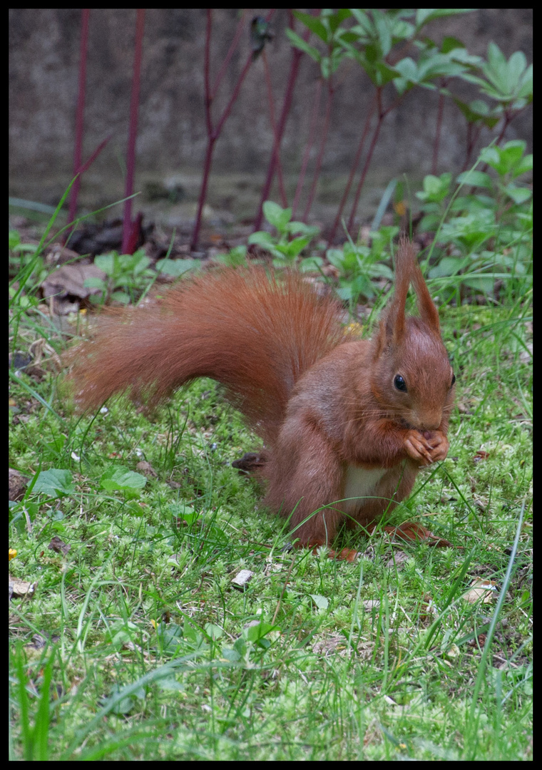 Garten Besucher