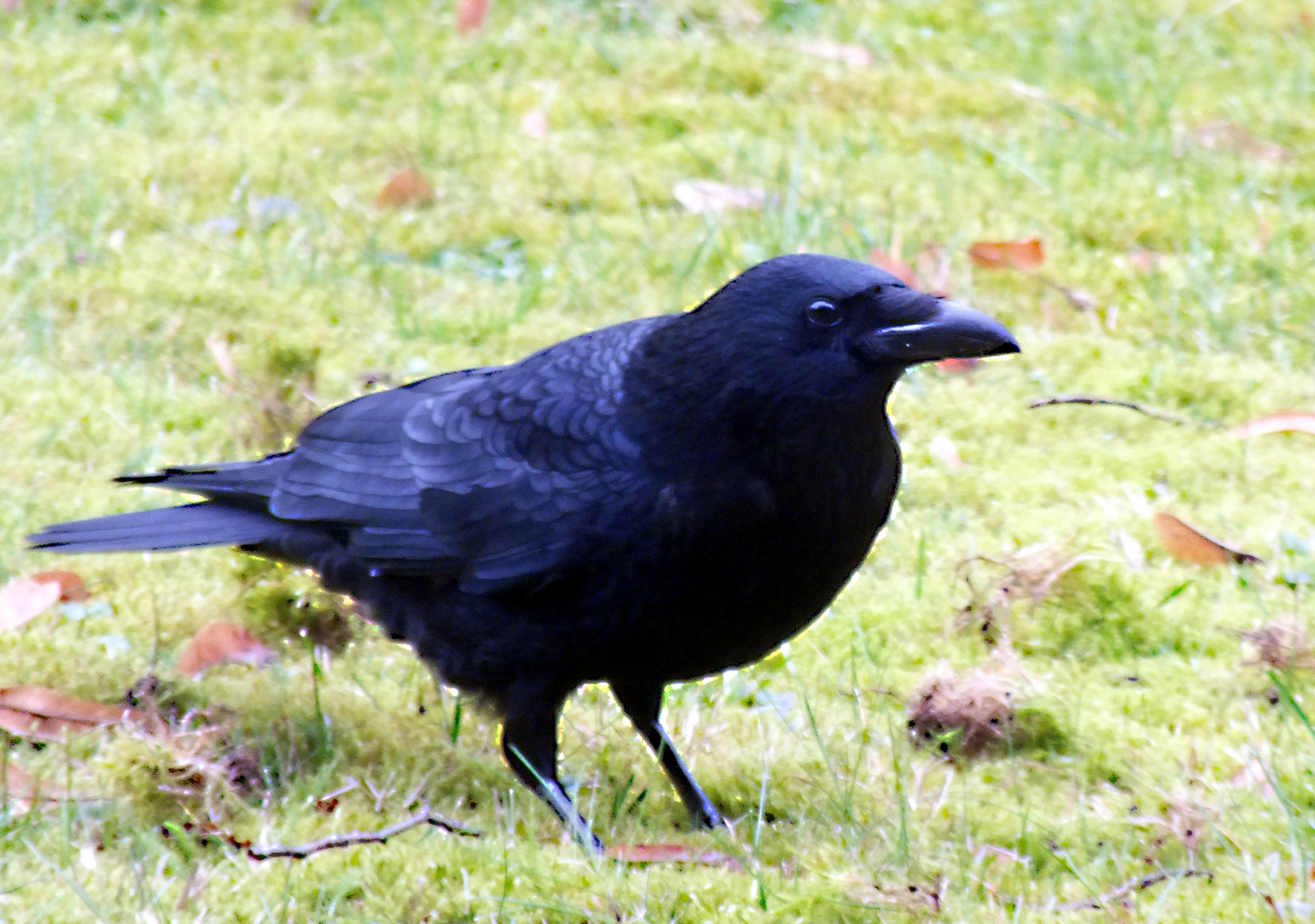 Garten Besucher