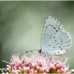 Garten-Bläuling