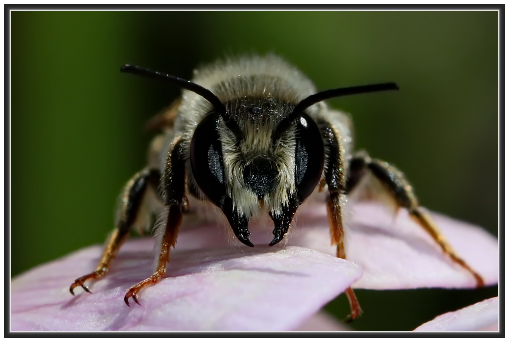 Garten-Blattschneiderbiene [Megachile willughbiella] - Männchen