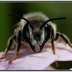 Garten-Blattschneiderbiene [Megachile willughbiella] - Männchen