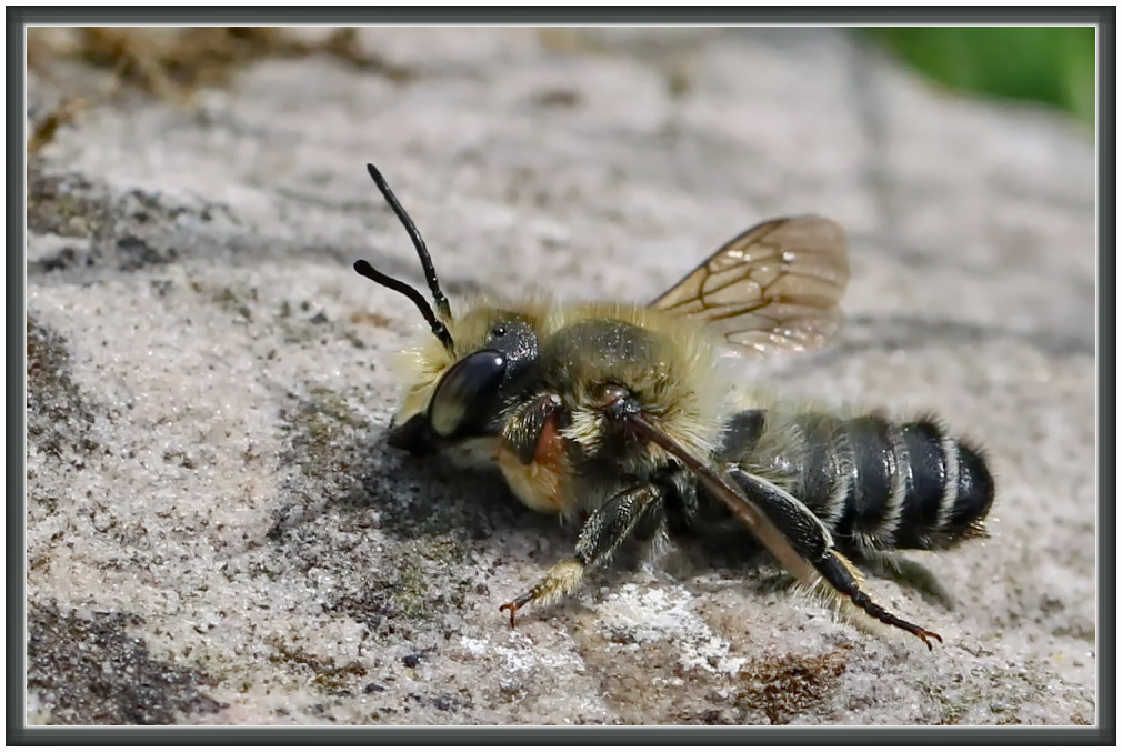 Garten-Blattschneiderbiene [Megachile willughbiella] - Männchen