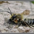 Garten-Blattschneiderbiene [Megachile willughbiella] - Männchen