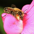 Garten-Blattschneiderbiene (Megachile willughbiella) - Männchen