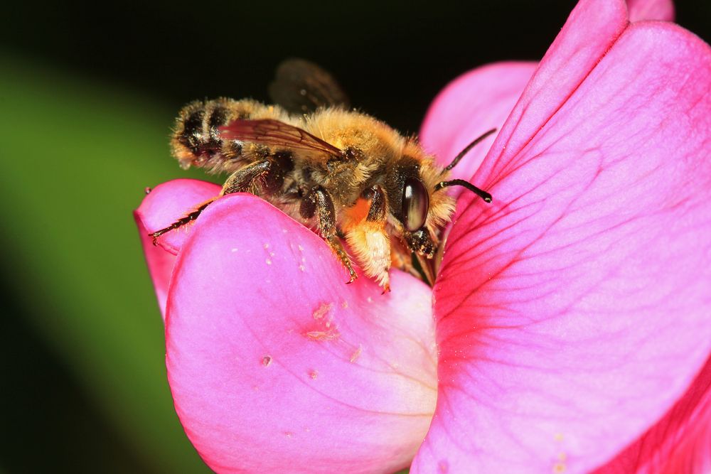 Garten-Blattschneiderbiene (Megachile willughbiella) - Männchen