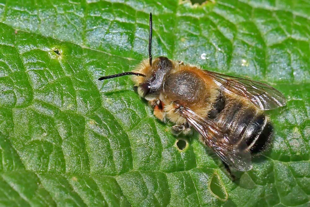 Garten-Blattschneiderbiene [Megachile willughbiella] - Männchen