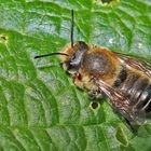 Garten-Blattschneiderbiene [Megachile willughbiella] - Männchen