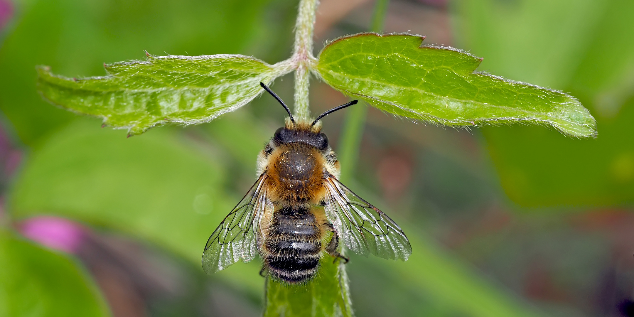 Garten-Blattschneiderbiene (Megachile willughbiella) * - Une abeille coupe feuille!