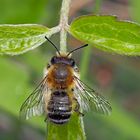 Garten-Blattschneiderbiene (Megachile willughbiella) * - Une abeille coupe feuille!