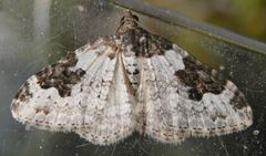 Garten-Blattspanner (Xanthorhoe fluctuata)