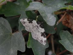 Garten-Blattspanner (Xanthorhoe fluctuata)