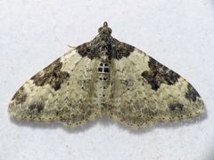 Garten-Blattspanner (Xanthorhoe fluctuata)