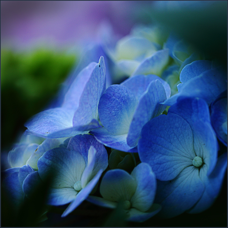 Garten : blaue Hortensie