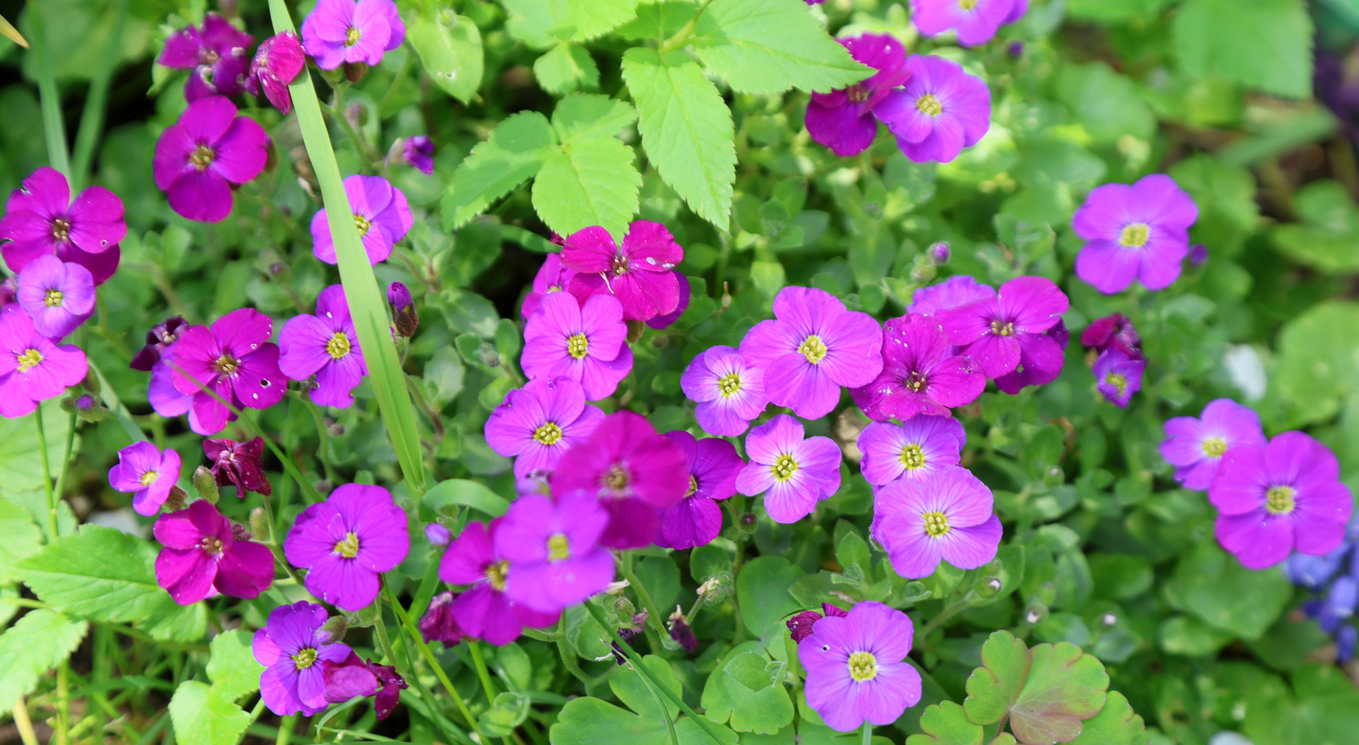 GartenBlaukissen Foto & Bild projekte, 3 mittwochsblümchen