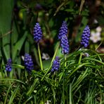 Garten Blümchen 2.Version