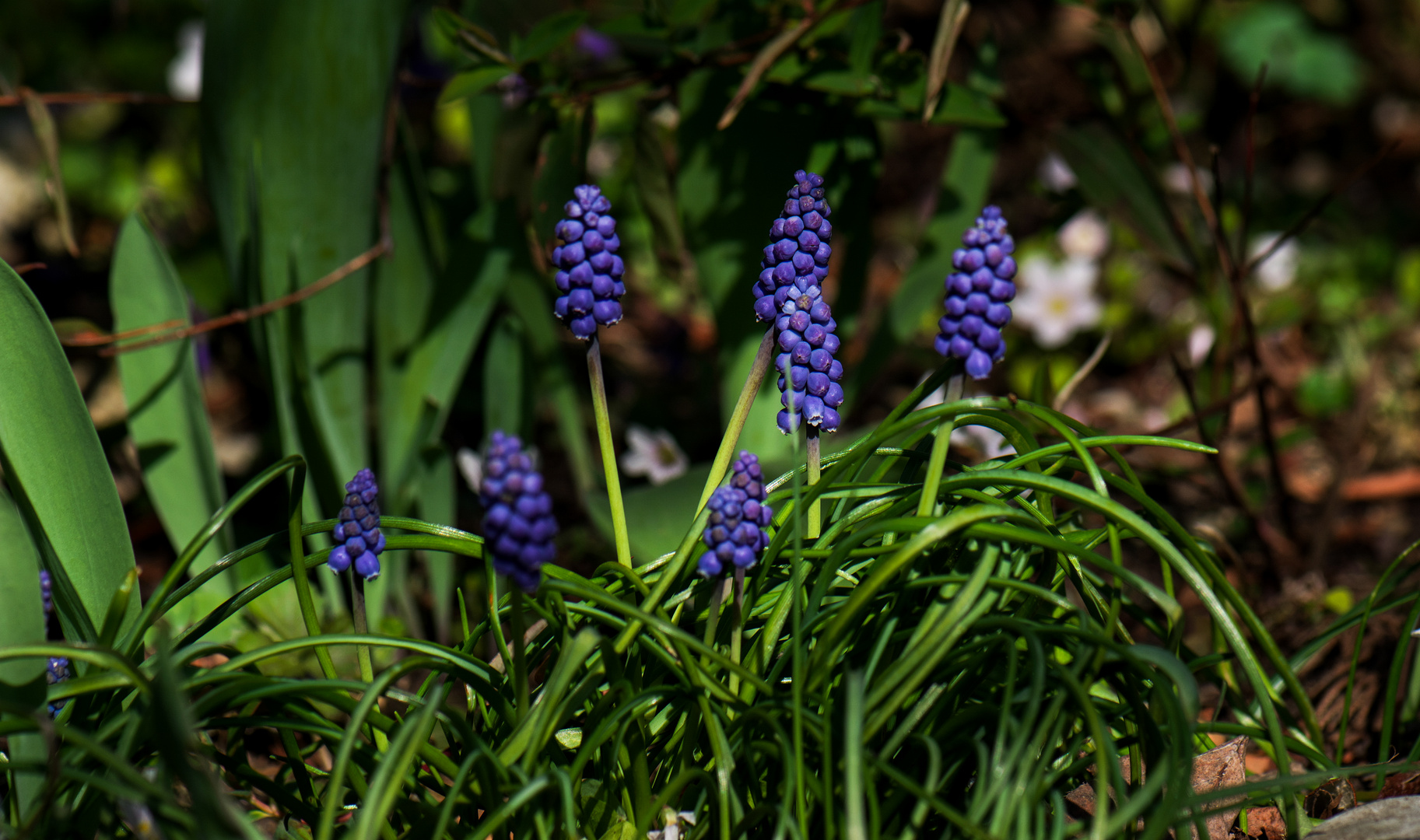 Garten Blümchen