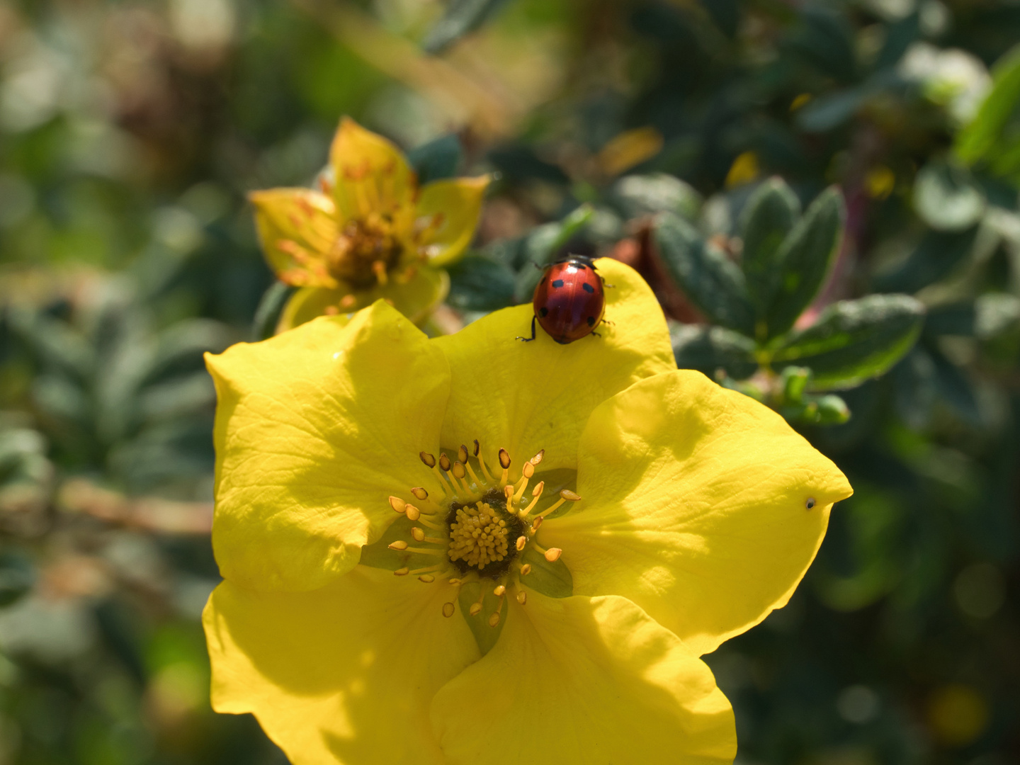 Garten-Blumen