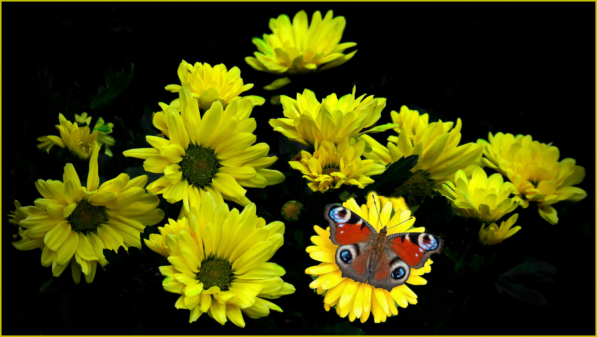 Garten-Chrysantheme (Chrysanthemum x grandiflorum)