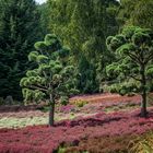 Garten der Glückseligkeit 